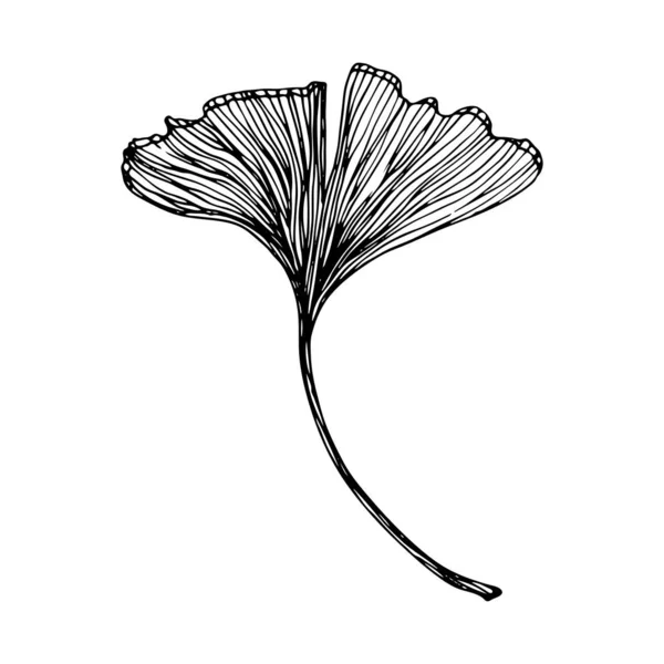 Licencia Ginkgo biloba dibujada a mano. Esquema vectorial hoja de ginkgo. Ilustración de hojas exóticas florales para su diseño . — Vector de stock