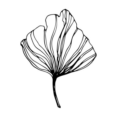 El yapımı Ginkgo biloba. Vektör çizgisi ginkgo yaprağı. Tasarımınız için egzotik bir resim bırakın..