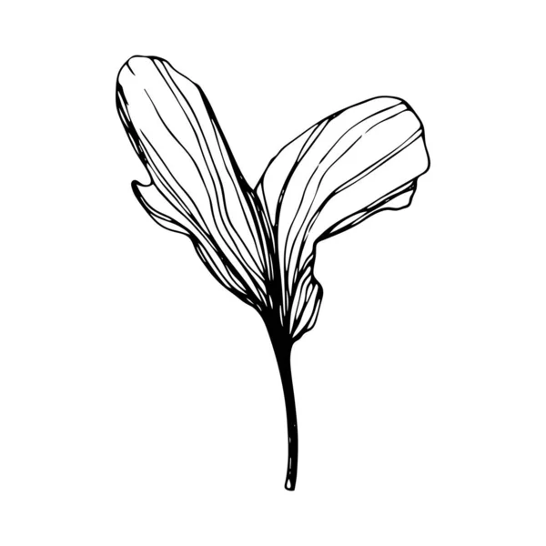 Hand drawn Ginkgo biloba leave. Vector outline ginkgo leaf. Floral exotic leave illustration for your design. — Stock Vector