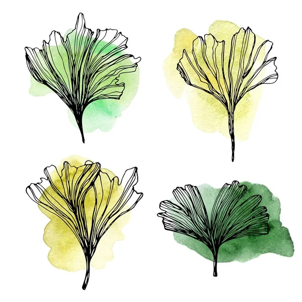 Hojas de Ginkgo biloba dibujadas a mano con manchas de acuarela. Esquema de la colección de hoja de ginkgo otoño. Set con hojas exóticas florales para tu diseño . —  Fotos de Stock