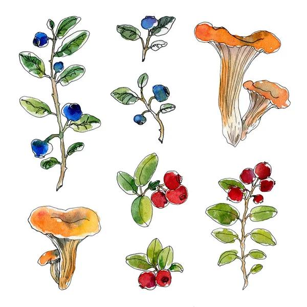 Watercolor collection of hand-drawn illustrations. Wild mushrooms and berries. Chanterelles, cranberries, blueberries. Suitable for creating logos, design cosmetics, medical and eco products. — 스톡 사진