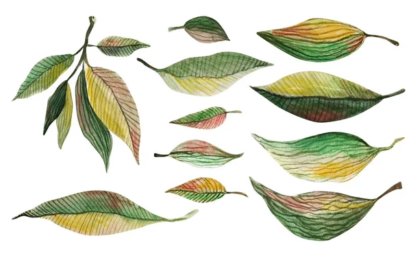 熱帯、緑の手のエキゾチックなセットの水彩画の葉を描いた。柑橘類の木の葉。水彩画。デザインのための装飾的な美しさエレガントなイラスト — ストック写真