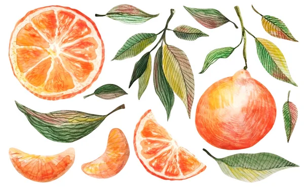 Set mandarino acquerello. Illustrazione botanica disegnata a mano di mandarini pelati, agrumi con foglie e fette. Set di mandarini isolati su un bianco — Foto Stock