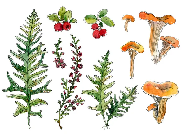 Set of hand-drawn watercolor sketch elements Chanterelles, cranberry, fern, grass, blooming heather isolated. — Foto de Stock