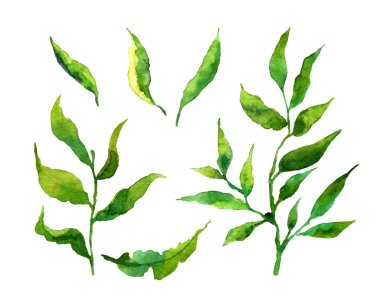 Botanik bölümü. Yeşil yapraklar, bitkiler ve dallar. Çiçek tasarım elementleri. Düğün davetiyeleri, tebrik kartları, bloglar, posterler ve daha fazlası için mükemmel.