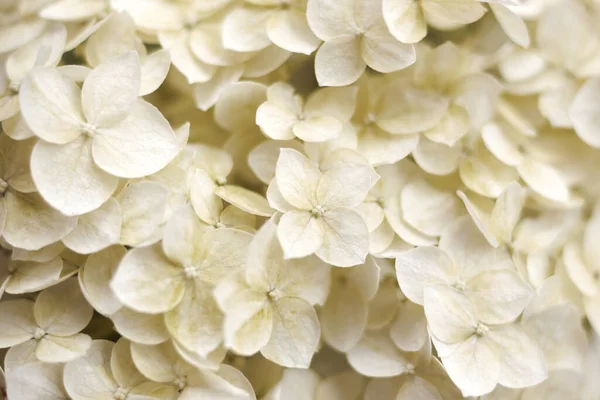 Hydrangea Background. White flowers. Natural floral concept. Botanical flowering background. Selective focus image. Copy space. — Stock Photo, Image