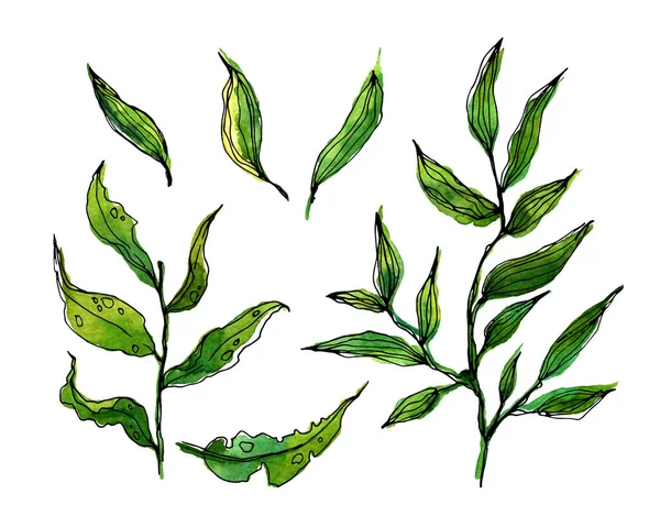 Botanische Klippe. Set aus grünen Blättern, Kräutern und Zweigen. Floral Design Elemente. Perfekt für Hochzeitseinladungen, Grußkarten, Blogs, Poster und mehr — Stockfoto