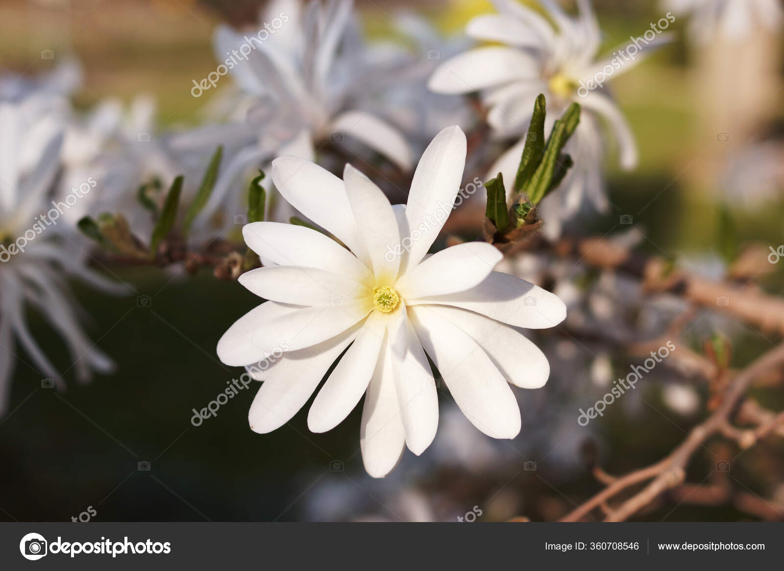 マグノリア ステラータの花 マグノリアの木に白い花星のマグノリアが咲きます マグノリアの単白花 庭の開花木 クローズアップ ストック写真 C Dina Guiter Gmail Com