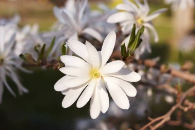 Magnolia stellata çiçeği. Magnolia ağacında beyaz çiçek manolyası çiçek açar. Manolya 'nın tek beyaz çiçeği, bahçede çiçek açan ağaç, yaklaş.