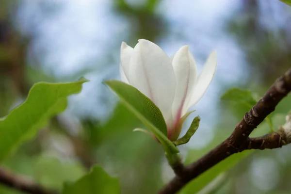 장미꽃이 피고 있다. 흰 꽃 인 마그놀리아 나무에 피어나는 꽃이다. 정원에 피어 있는 꽃, 가까이 있는 용담류의 흰 꽃. — 스톡 사진