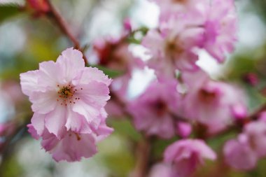 İlkbaharda pembe kiraz çiçeği açar. Sakura pembe çiçekleri. Güzel Bahar Doğal Arkaplanı. Tasarım için doğa konsepti. Yakın çekim. Makro.