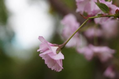 İlkbaharda pembe kiraz çiçeği açar. Sakura pembe çiçekleri. Güzel Bahar Doğal Arkaplanı. Tasarım için doğa konsepti. Yakın çekim. Makro.