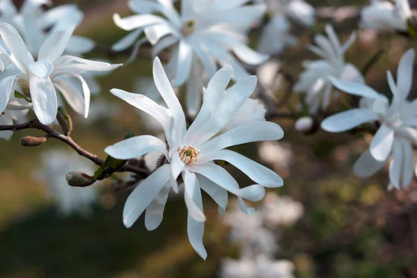 Magnolia stellata çiçeği. Magnolia ağacında beyaz çiçek manolyası çiçek açar. Manolya 'nın tek beyaz çiçeği, bahçede çiçek açan ağaç, yaklaş.