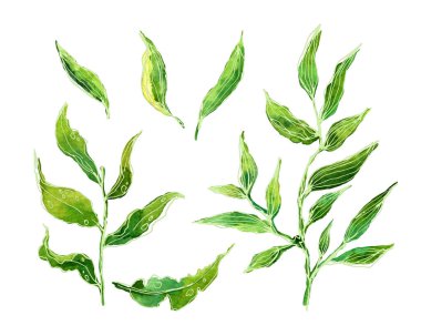 Botanik bölümü. Yeşil yapraklar, bitkiler ve dallar. Çiçek tasarım elementleri. Düğün davetiyeleri, tebrik kartları, bloglar, posterler ve daha fazlası için mükemmel.