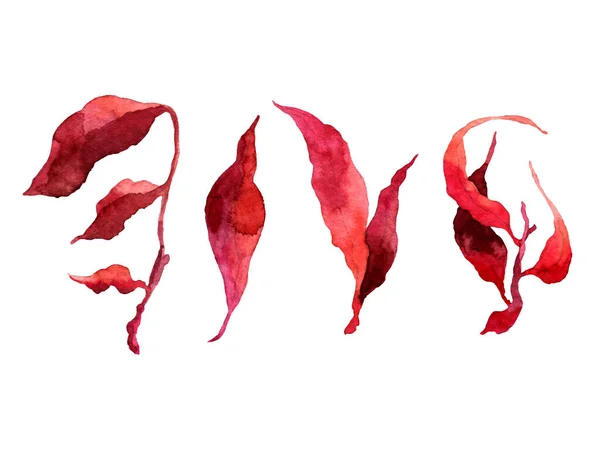 Botanik bölümü. Kırmızı yapraklar, bitkiler ve dallar. Çiçek tasarım elementleri. Düğün davetiyeleri, tebrik kartları, bloglar, posterler ve daha fazlası için mükemmel.