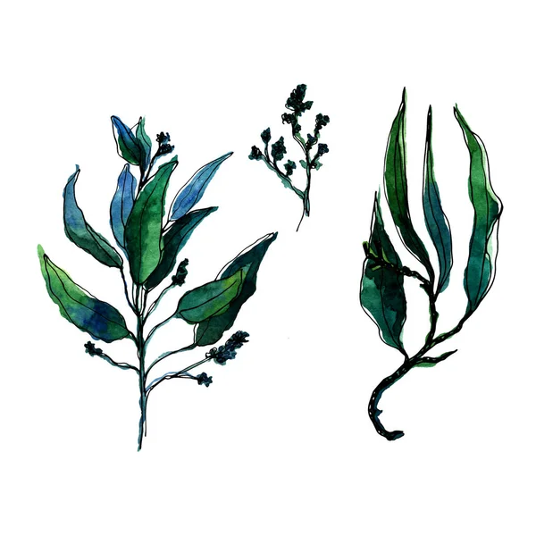 Botaniczny klif. Zestaw zielonych liści, ziół i gałęzi. Elementy kwiatowego designu. Idealny na zaproszenia ślubne, kartki okolicznościowe, blogi, plakaty i wiele innych — Zdjęcie stockowe