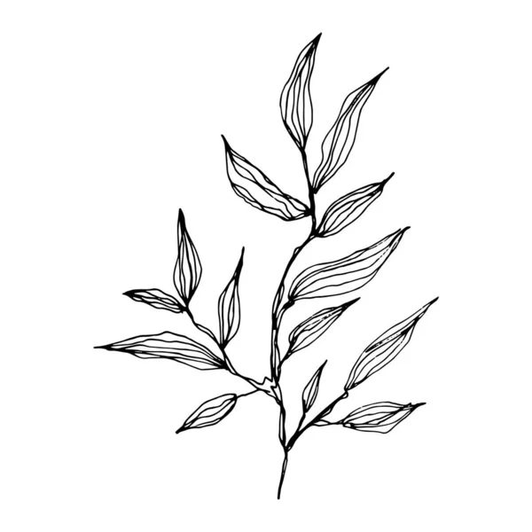 Schizzo disegnato a mano di ramoscello d'albero. Ramo con foglie. Illustrazione botanica disegnata a mano in stile schizzo. isolato su sfondo bianco — Vettoriale Stock