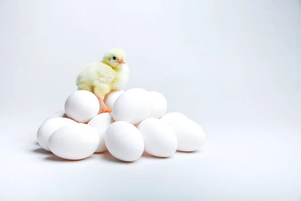 Κίτρινη Γκόμενα Και Αυγά Λευκό Φόντο Αντίγραφο Χώρο — Φωτογραφία Αρχείου