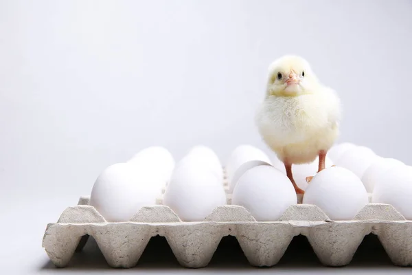 Poussin Jaune Oeufs Sur Fond Blanc Avec Espace Copie — Photo