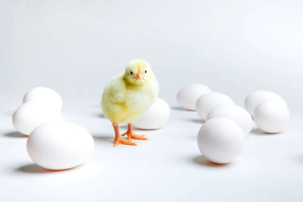 Pollito Amarillo Huevos Sobre Fondo Blanco —  Fotos de Stock