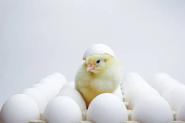 Pollito Amarillo Huevos Sobre Fondo Blanco Con Espacio Para Copiar —  Fotos de Stock