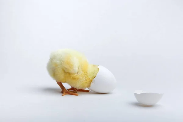 Pollito Amarillo Cáscara Huevo Sobre Fondo Blanco Con Espacio Copia —  Fotos de Stock