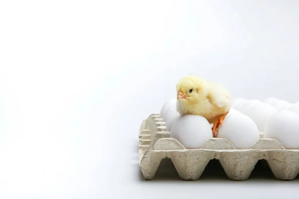 Geel Kuiken Eieren Witte Achtergrond Met Kopieerruimte — Stockfoto