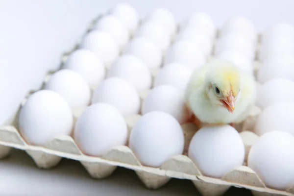 Pintainho amarelo com ovos de galinha — Fotografia de Stock