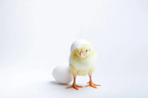 Pollo Amarillo Cáscara Huevo Sobre Fondo Blanco —  Fotos de Stock