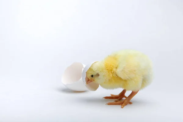 Κίτρινο Νεοσσό Και Κέλυφος Αυγού Λευκό Φόντο — Φωτογραφία Αρχείου