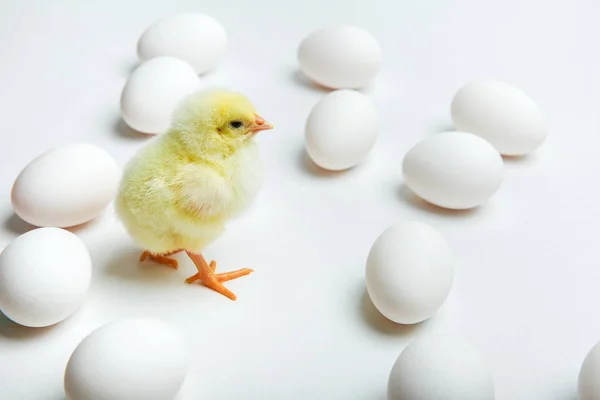 Κίτρινη Γκόμενα Αυγά Κοτόπουλου Λευκό Φόντο — Φωτογραφία Αρχείου
