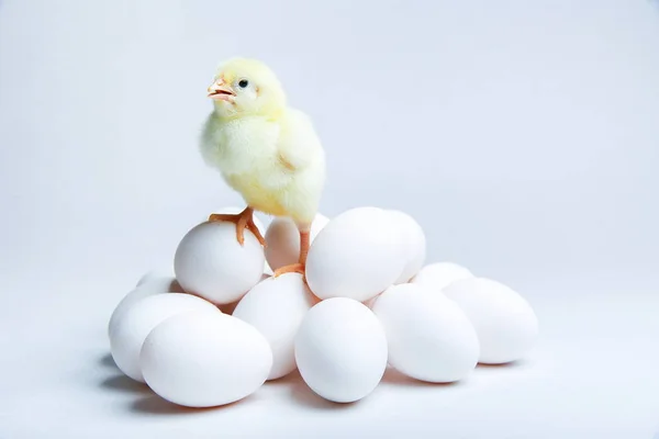 Poussin Jaune Avec Des Œufs Poulet Sur Fond Blanc — Photo