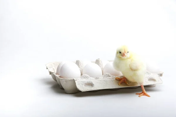Κίτρινη Γκόμενα Αυγά Κοτόπουλου Λευκό Φόντο — Φωτογραφία Αρχείου