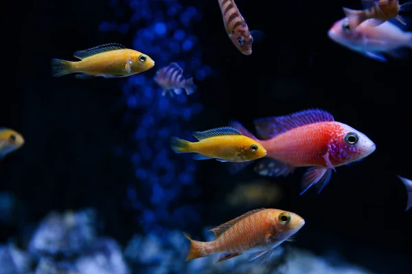 Toile Fond Poissons Aquarium Colorés Sur Fond Sombre — Photo