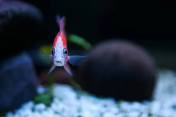 Peixe Aquário Colorido Fundo Escuro — Fotografia de Stock