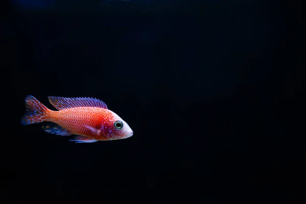 koyu arkaplanda turuncu akvaryum balığı