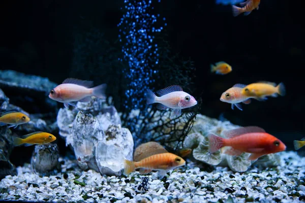 Backdrop Colorful Aquarium Fishes Dark Background — 스톡 사진