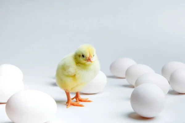 Gul Kyckling Och Kyckling Ägg Vit Bakgrund — Stockfoto