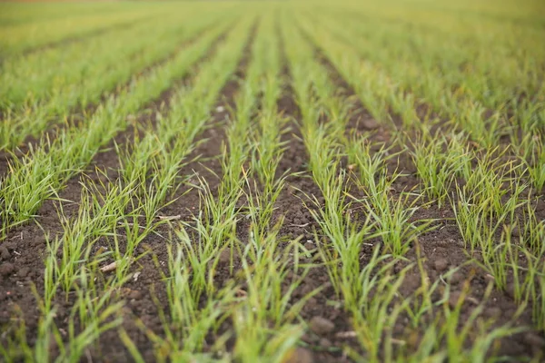 Fondo Pequeños Brotes Trigo Verde Campo — Foto de Stock