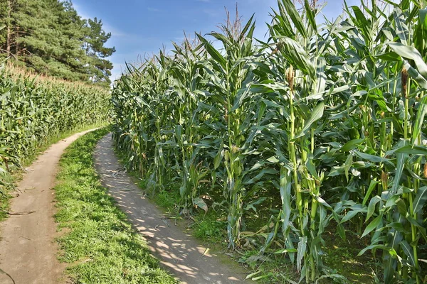 Campo Mais Una Giornata Sole Estivo — Foto Stock