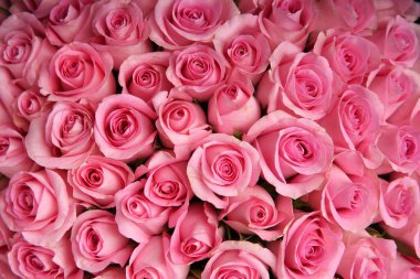 Pembe çiçeklerin arkaplanı kapat