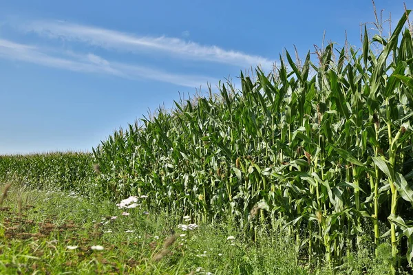 Campo Mais Una Giornata Sole Estivo — Foto Stock