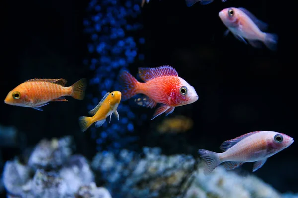 Fondale Scuro Con Pesci Acquario — Foto Stock