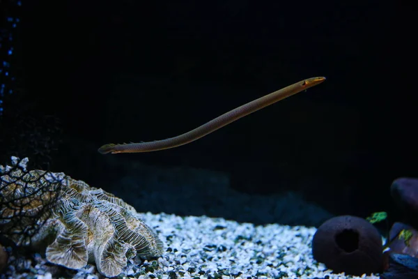 Fondo Oscuro Con Peces Acuario — Foto de Stock