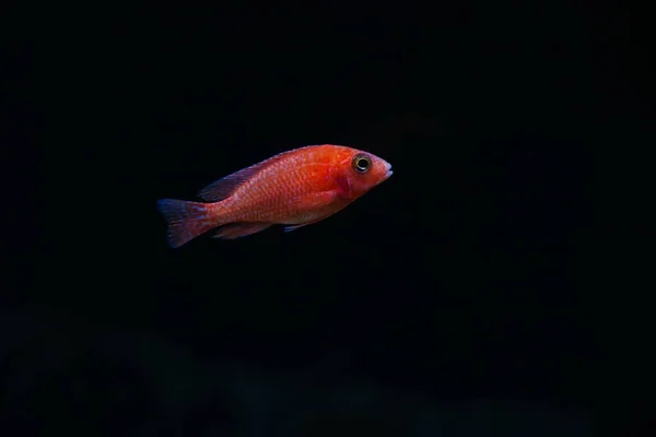 Темный Фон Аквариумными Рыбами — стоковое фото
