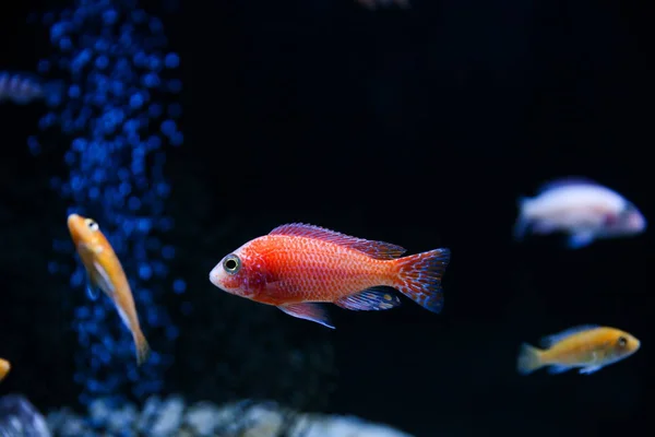 Mörk Bakgrund Med Akvarium Fisk — Stockfoto