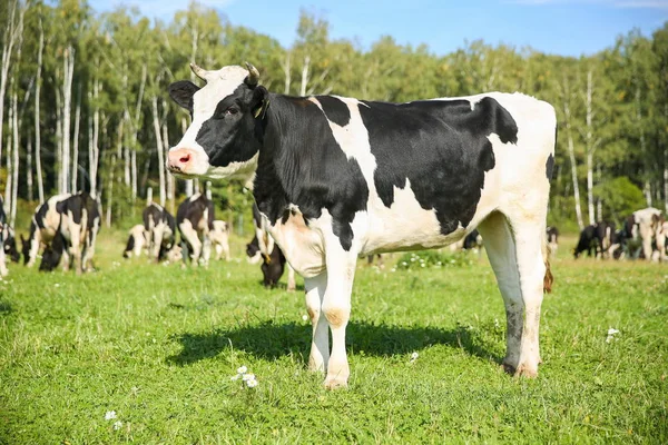 Krowy Wypasają Się Latem Łące Słoneczny Dzień — Zdjęcie stockowe