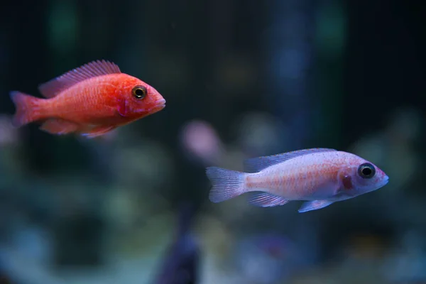 水族館魚の暗い背景 ロイヤリティフリーのストック写真