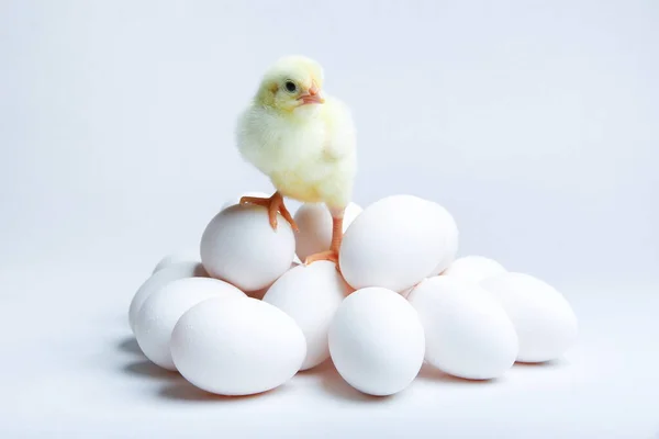 Pollito Amarillo Sobre Fondo Blanco Cerca Con Espacio Copia —  Fotos de Stock