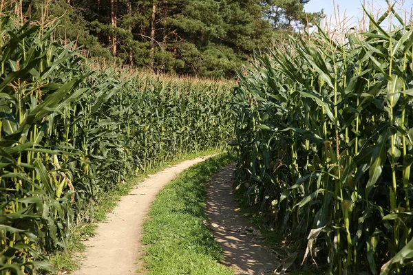 Campo Mais Una Giornata Sole Estivo — Foto Stock